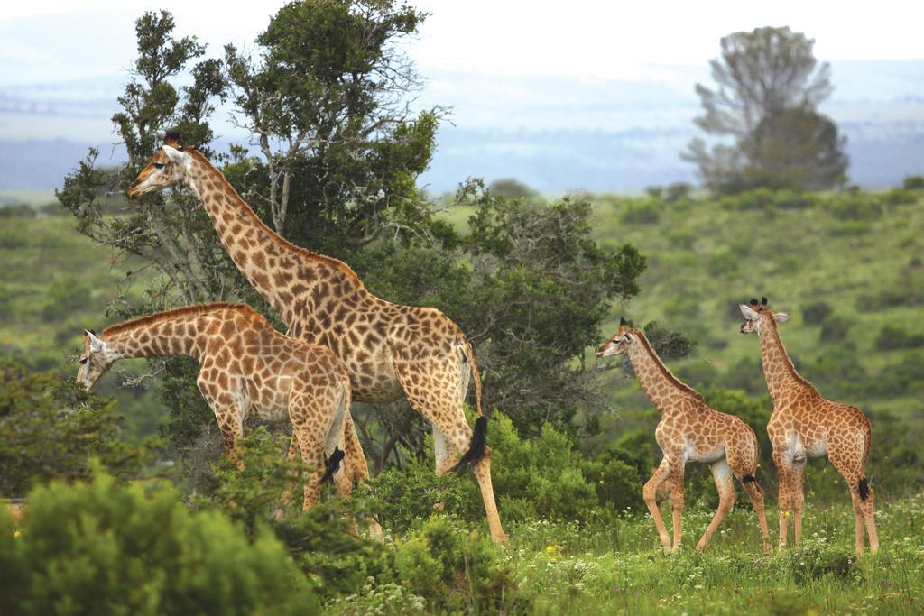 Kariega Game Reserve Main Lodge Kenton on Sea Luaran gambar